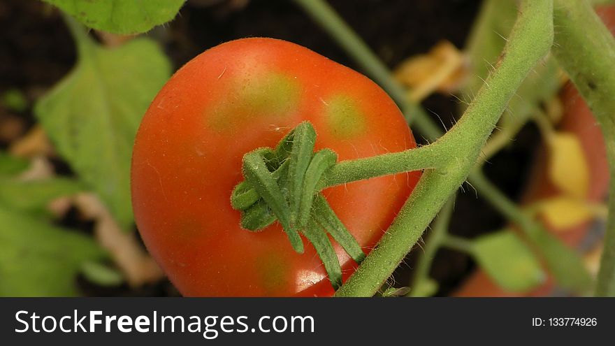 Natural Foods, Tomato, Vegetable, Fruit
