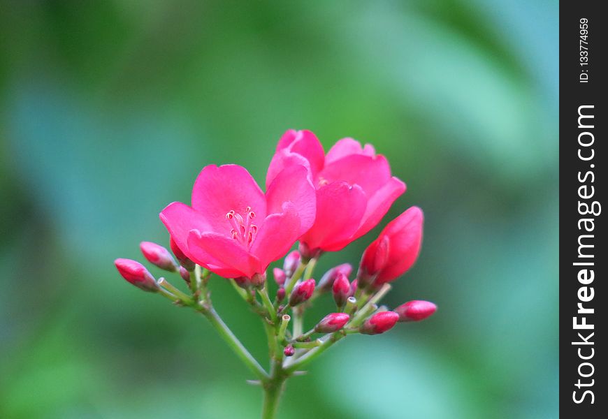 Flower, Flora, Plant, Close Up