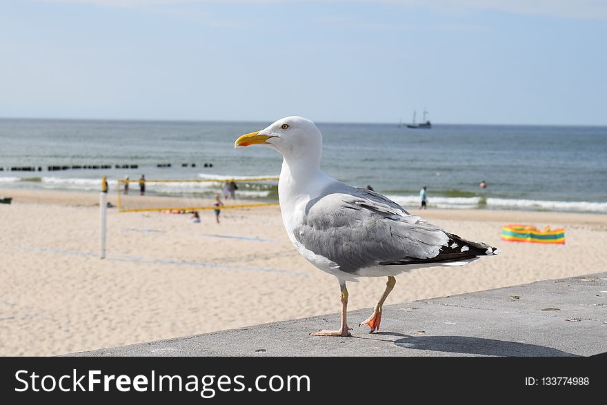 Bird, Seabird, Gull, Shore