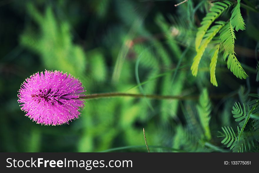 Flora, Vegetation, Flower, Plant