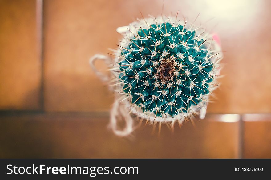 Close Up, Flower, Macro Photography, Cactus