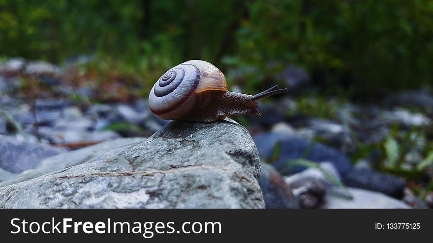 Snails And Slugs, Snail, Molluscs, Schnecken