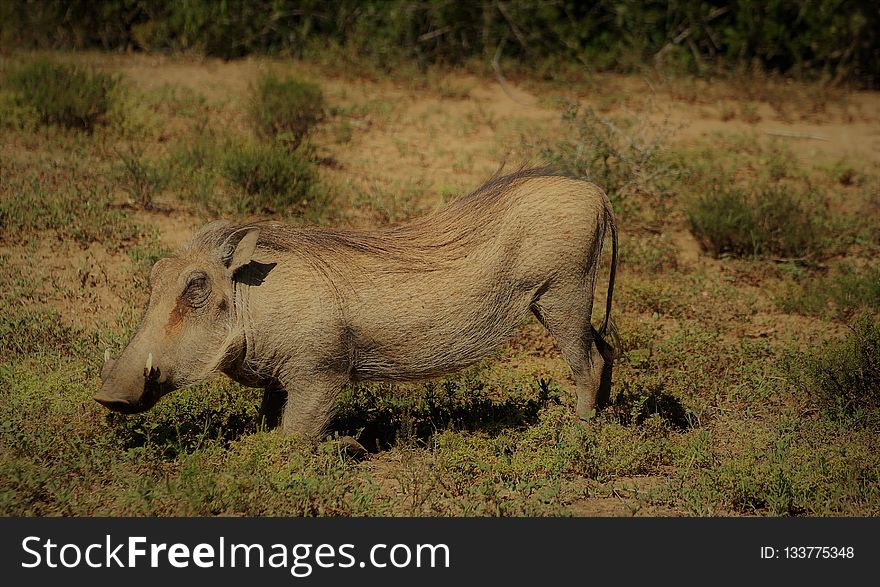 Wildlife, Terrestrial Animal, Warthog, Fauna