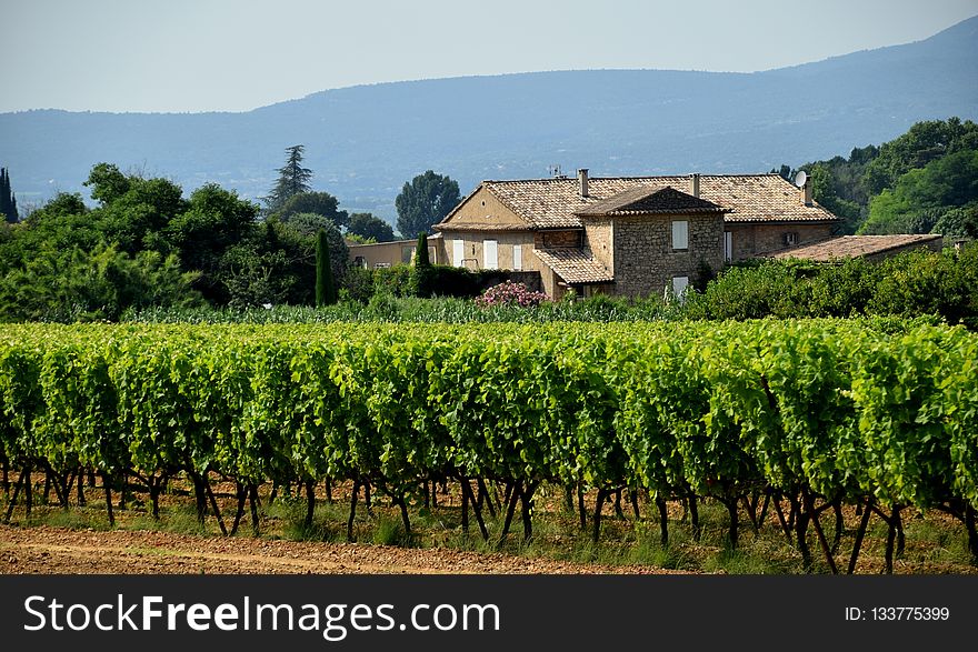 Agriculture, Vineyard, Rural Area, Field