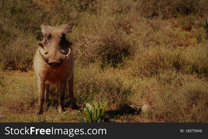 Wildlife, Fauna, Wilderness, Warthog