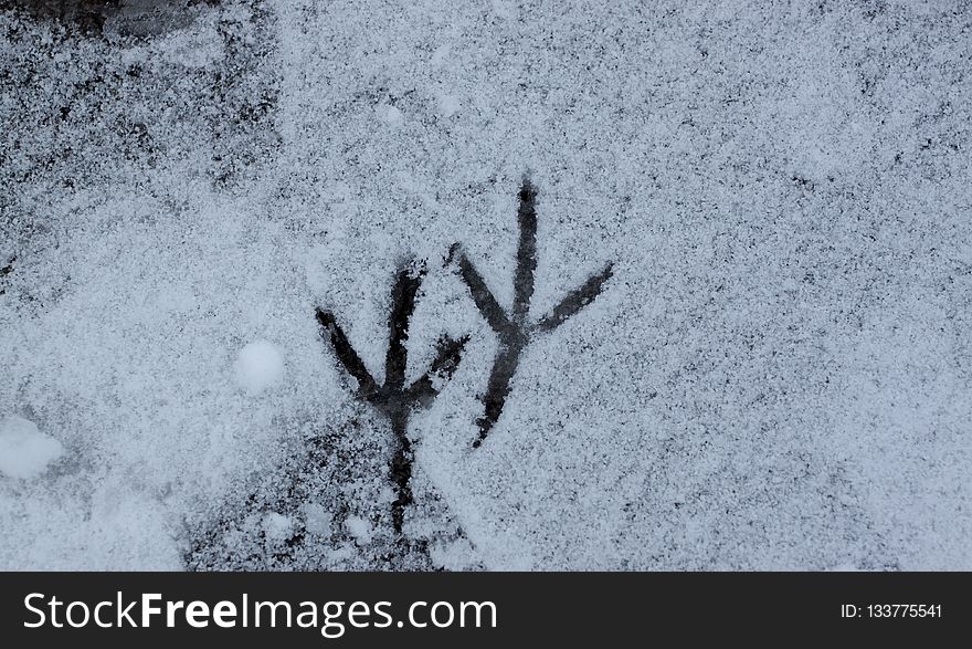 Snow, Freezing, Frost, Winter