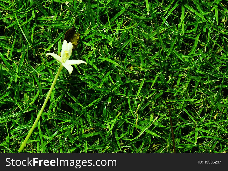White flover on the green grass. White flover on the green grass