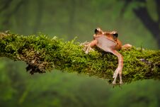 Free Golden Tree Frog On Branch Royalty Free Stock Photo - 133819705