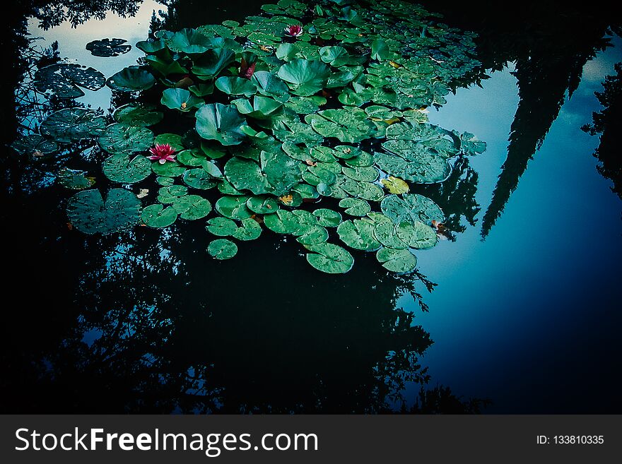 Pink waterlily flower in the garden pond