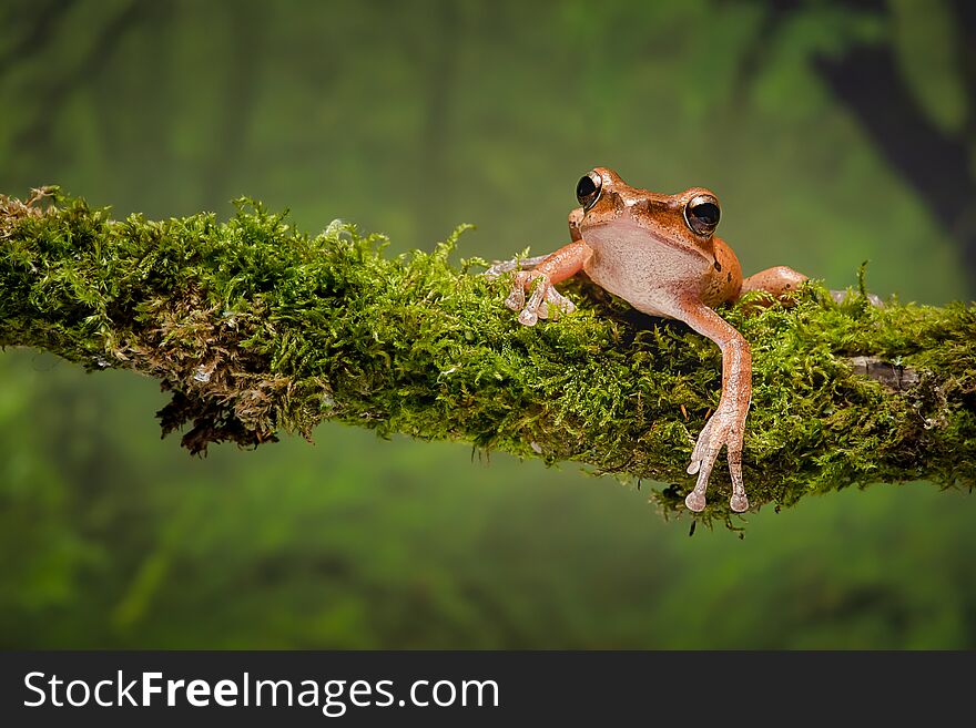 Golden tree frog on branch