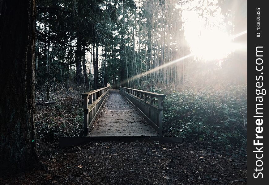 A wooden walkway at Tambark Park in Bothell, Washington