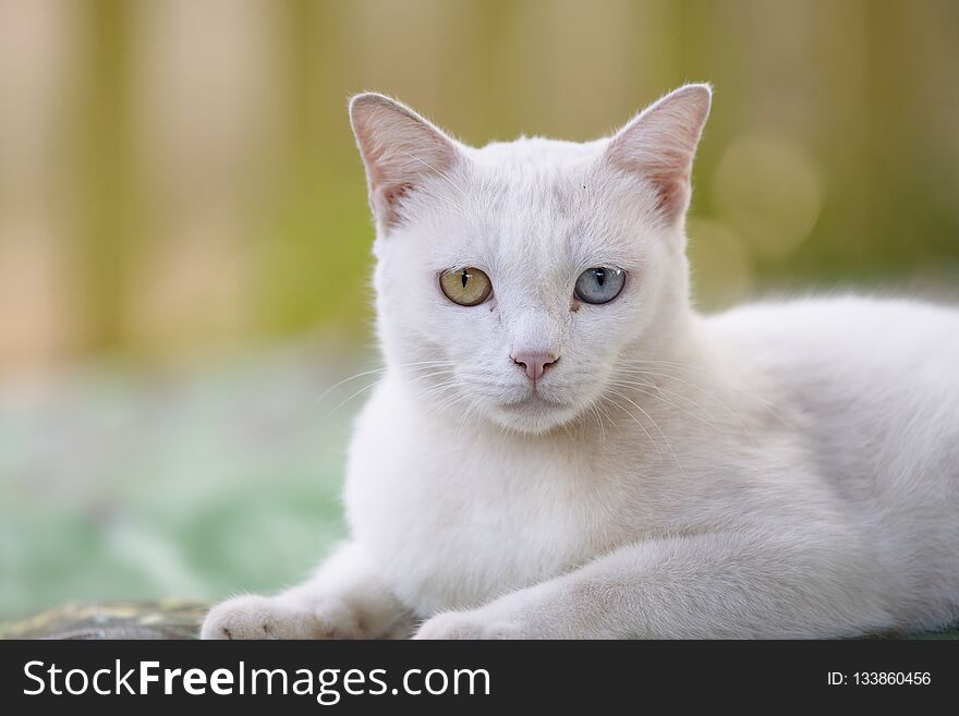 Close up head white cat