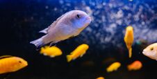 Free Exotic Tropical Fish Closeup Swimming Underwater Stock Photos - 133880073
