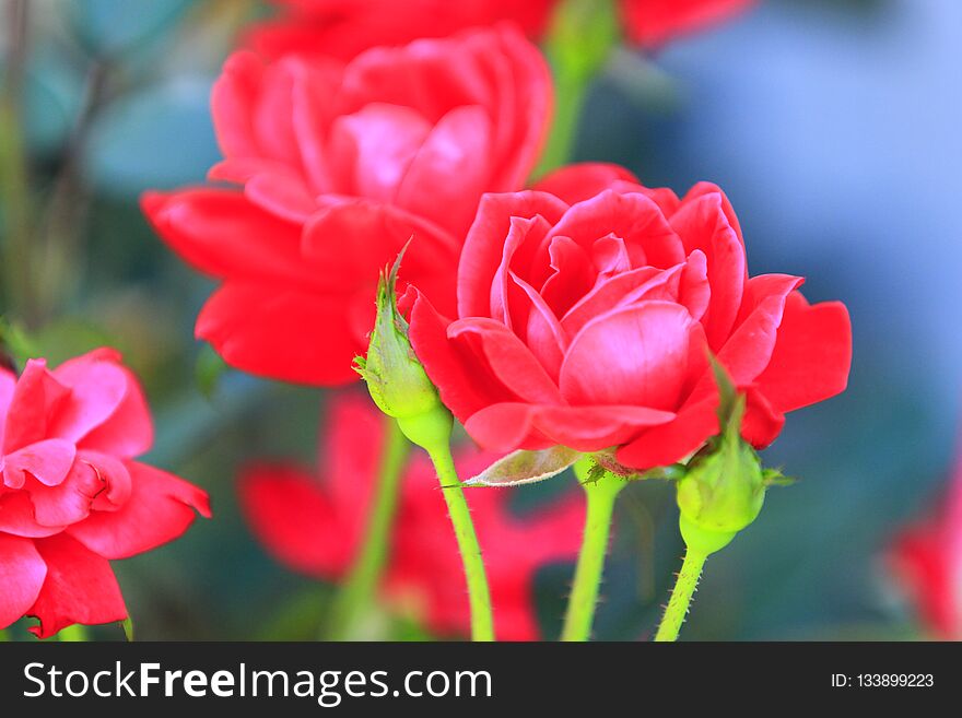 Red summer roses blurred backdrop. From Grandma`s rose garden