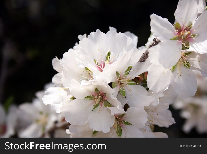 White variety of an almond flower