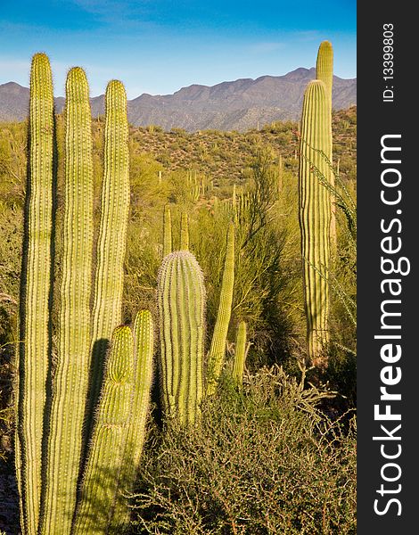 Saguaro and Organ Pipe cactus shine in the setting sun with rugged mountains in the background. Saguaro and Organ Pipe cactus shine in the setting sun with rugged mountains in the background