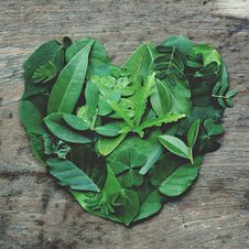 Creative Artwork Layout Of Assorted Green Leafs Arranged Into Heart Shape, Eco Friendly Romantic Love Concept Stock Photography
