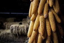 Yellow Harvested Corn Drying On A Farm Stock Photography