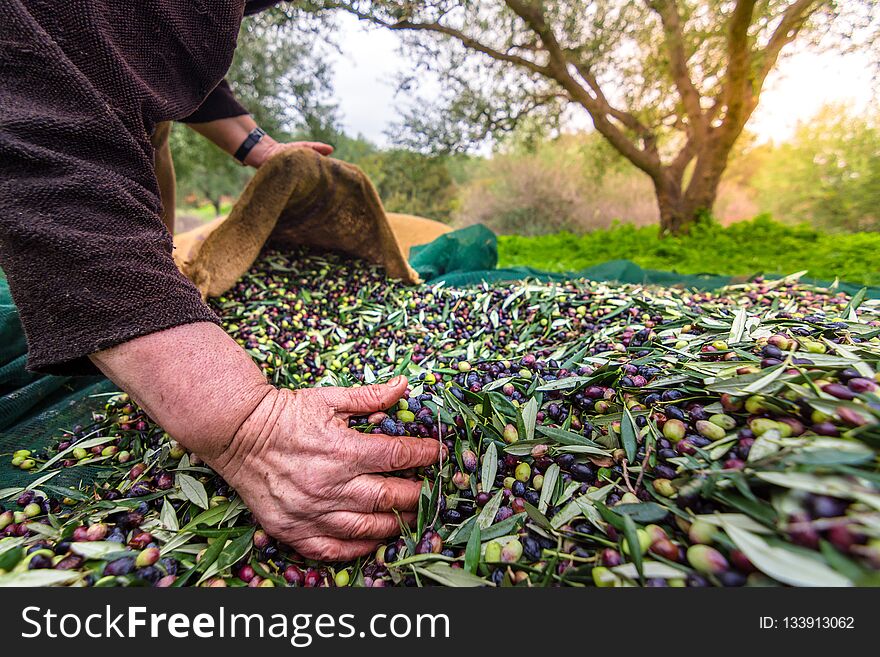 Harvested fresh olives in sacks in a field in Crete, Greece.
