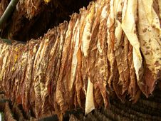 Tobacco Leaves Drying Stock Images Tobacco Leaves Drying Stock Images