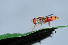 Hover Fly Royalty Free Stock Photos