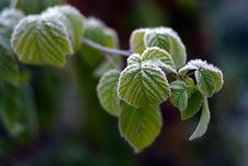 Leaves In Hoarfrost Stock Image Leaves In Hoarfrost Stock Image