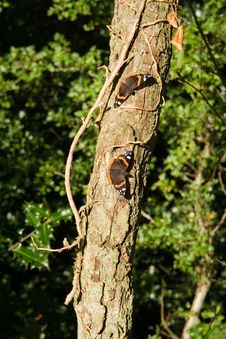 Two Red Admiral Butterfly On Tree Royalty Free Stock Images Two Red Admiral Butterfly On Tree Royalty Free Stock Images