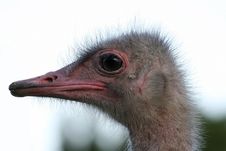 Strange Ostrich Stock Photography Strange Ostrich Stock Photography