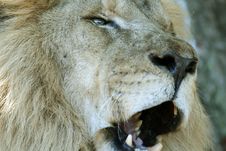 Lion Yawning Royalty Free Stock Photography