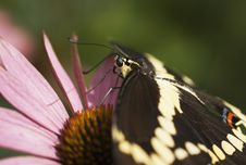 Giant Swallowtail Butterfly (Papilo Cresphontes) On Pink Conflower Stock Image Giant Swallowtail Butterfly (Papilo Cresphontes) On Pink Conflower Stock Image