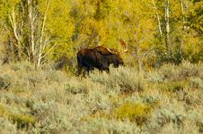 Bull Moose In A Field With Autumn Colors Royalty Free Stock Photo
