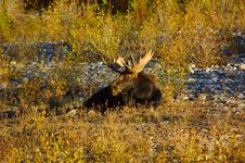 Bull Moose In The River Bed Royalty Free Stock Photography