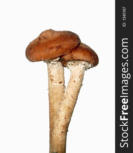 Pair mushrooms