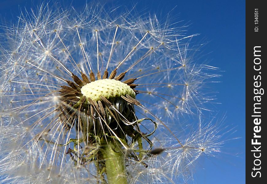 Dandelion on a background of the sky. Dandelion on a background of the sky