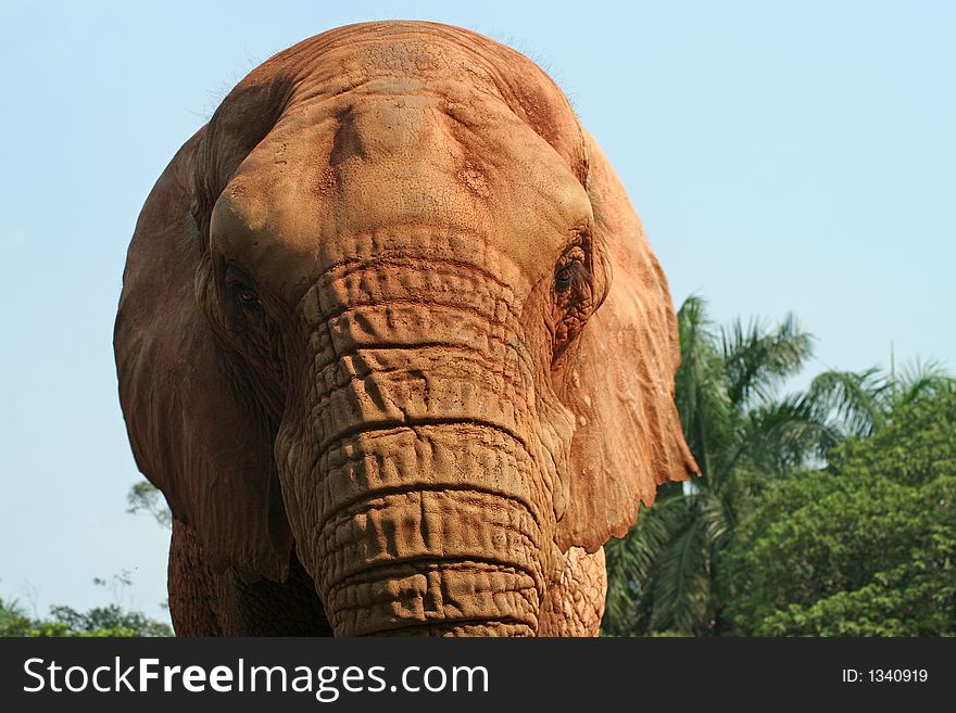 Detail of elephant head skin