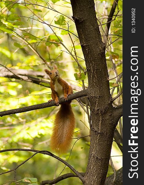 Squirrel on a tree in a park. Squirrel on a tree in a park