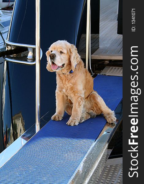 Cocker Spaniel on the Boarding Bridge. Cocker Spaniel on the Boarding Bridge