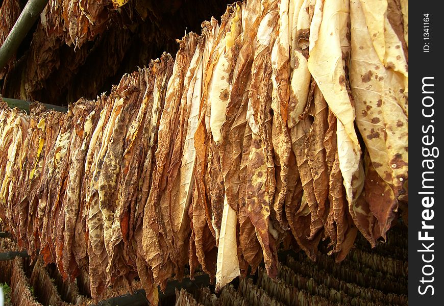 Tobacco leaves hung up to dry in north poland. Tobacco leaves hung up to dry in north poland