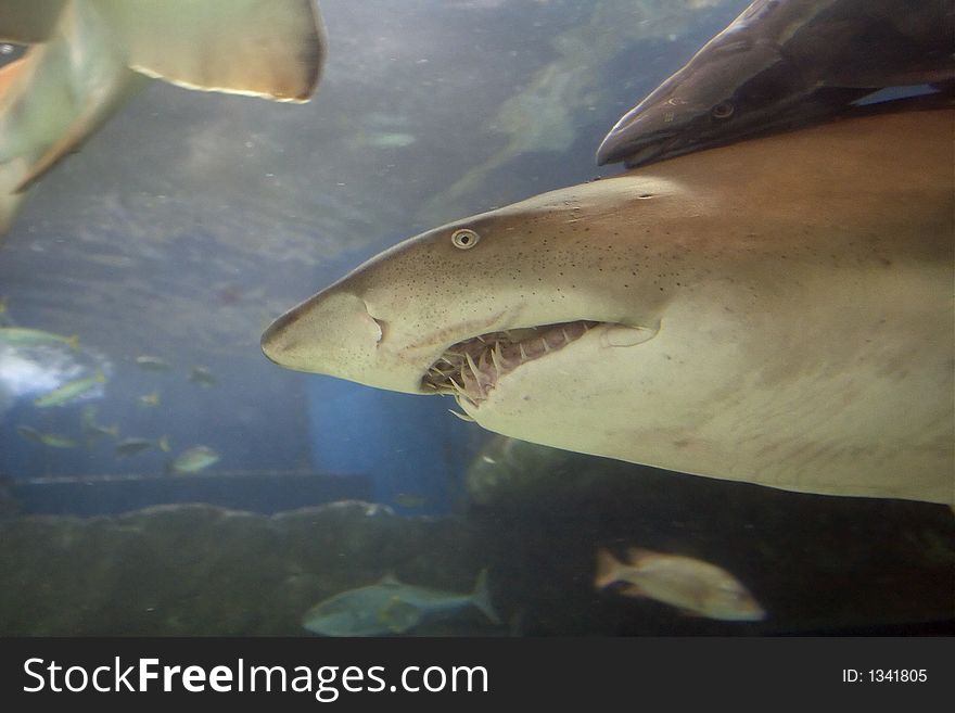 Close-up of Grey Nurse Shark, showing the ugly teeth. Close-up of Grey Nurse Shark, showing the ugly teeth.