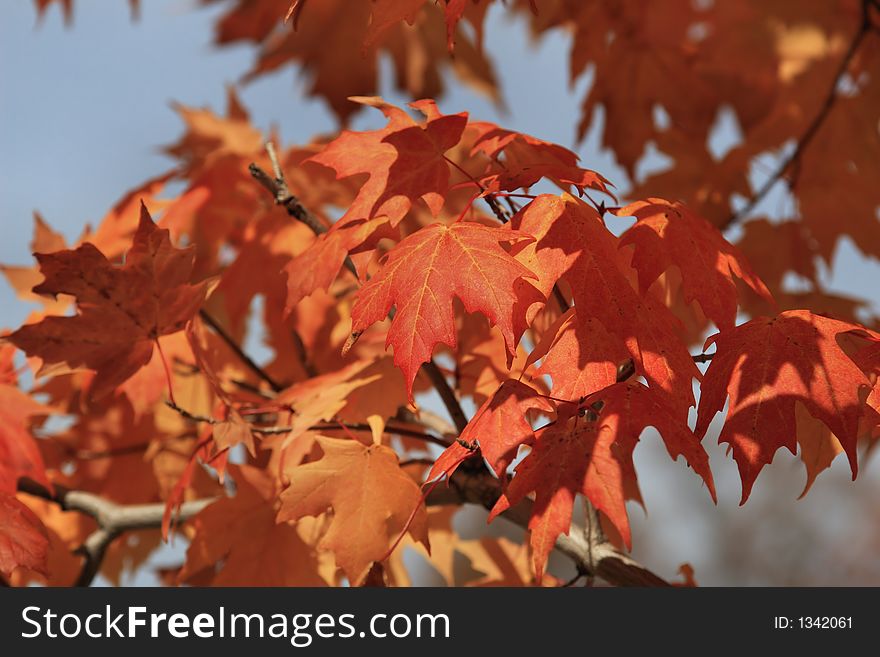 Closeup of red maple leaves
