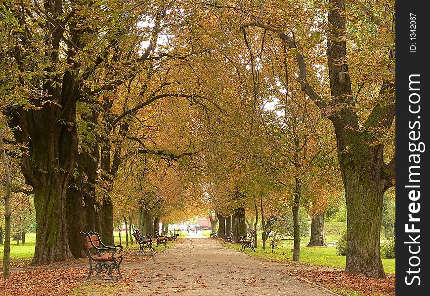Park Lane In Autumn