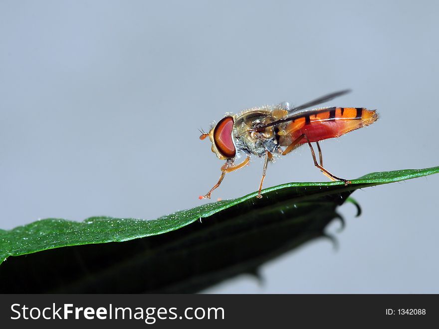 Close up of hover fly on leaf