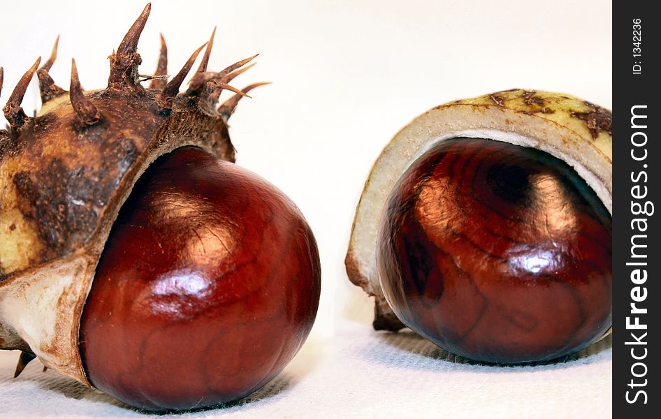 Chestnut pair on white background