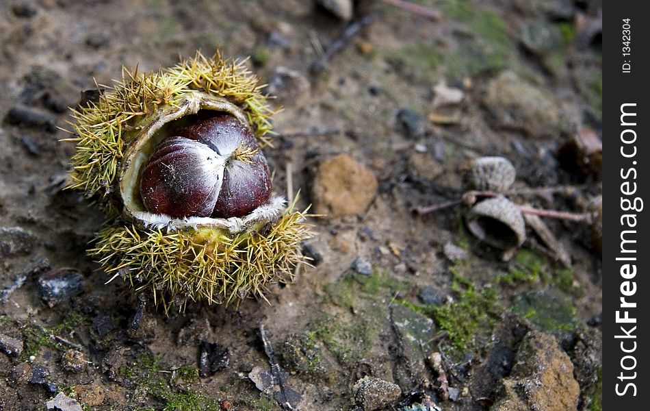 A conker on the wet ground. A conker on the wet ground