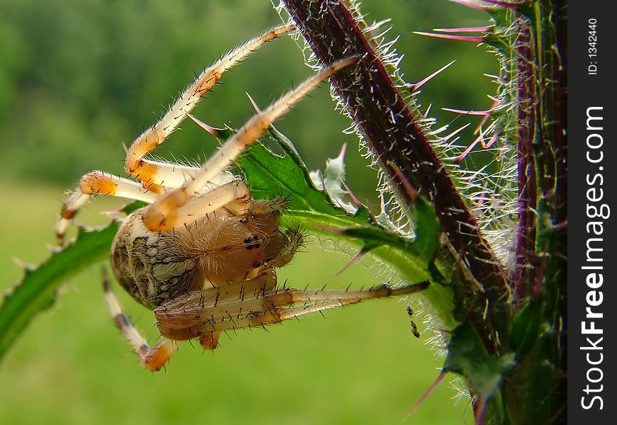 Spider,insect, thorns, sting, paws, legs, plant, leaves, needles, fear, eyes, details, nature, stalk, summer, autumn, animal, macro