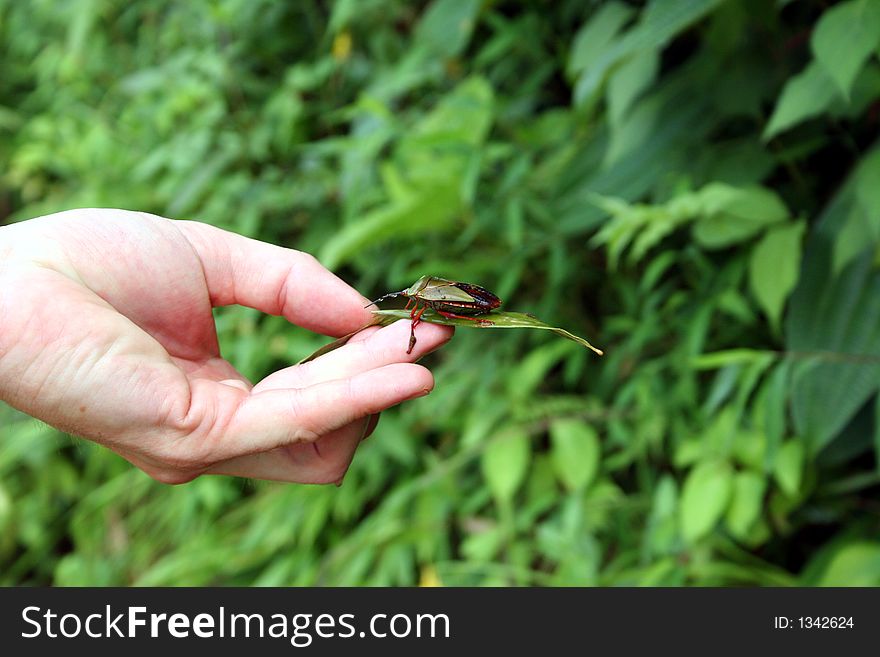 A hand holding a bug on a leaf. A hand holding a bug on a leaf