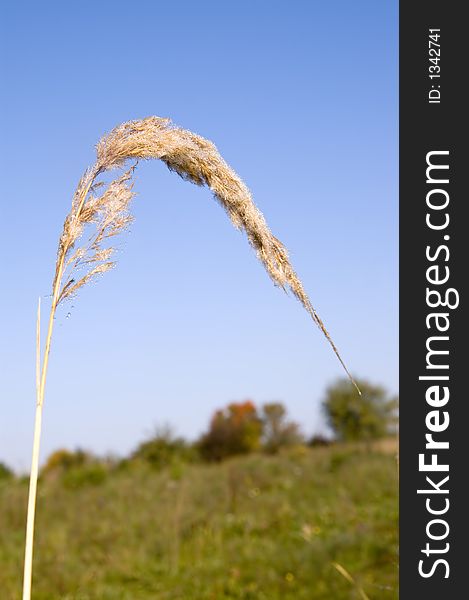 Webbed and endewed grass under the sun