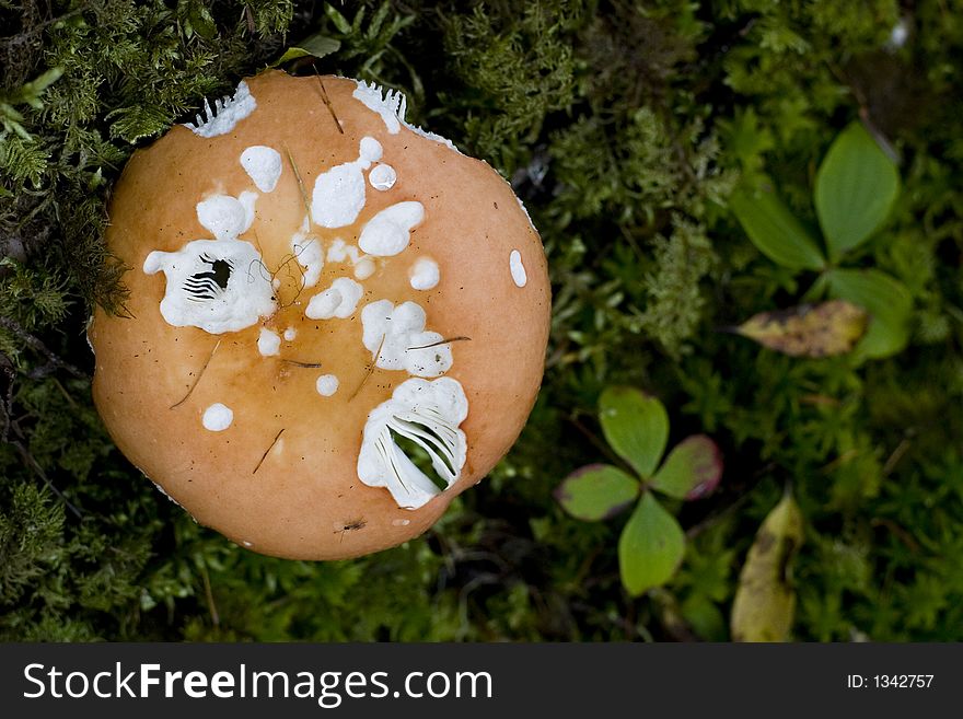 A close shot of a toadstool in the woods in Newfoundland.