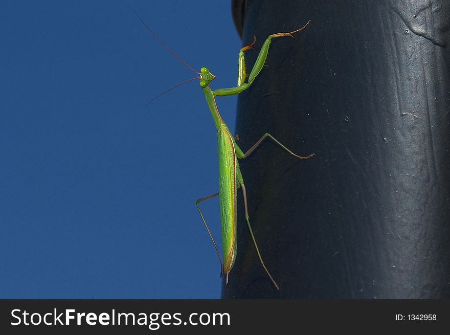 Green mantis looking at you