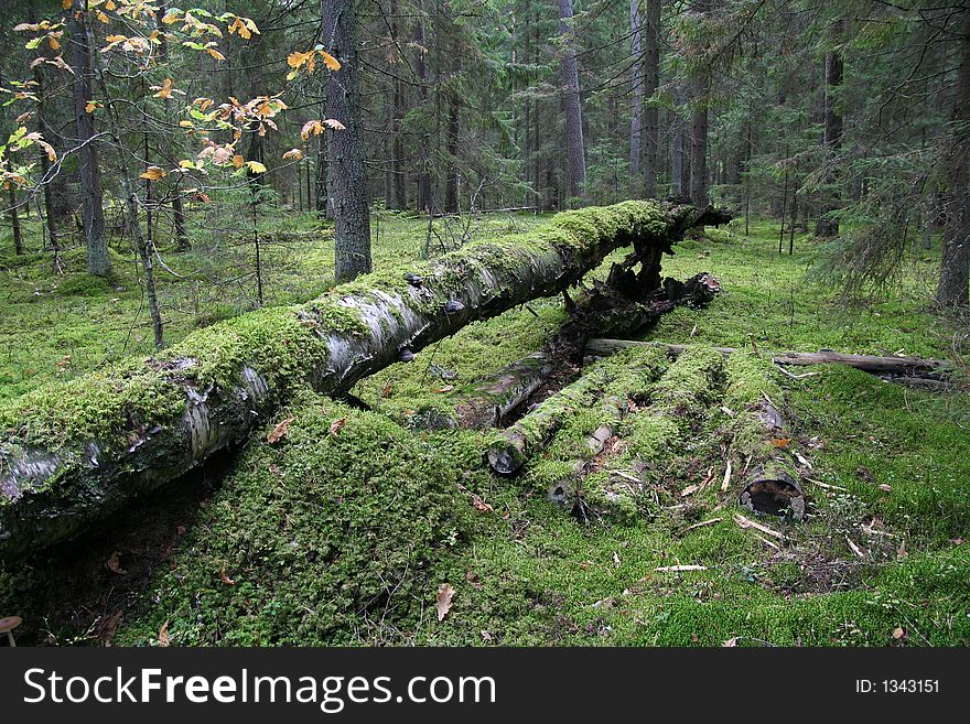 Forest view with broken tree